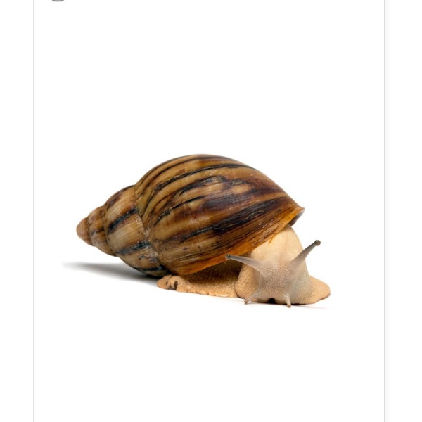 Big Frozen Snail (1)