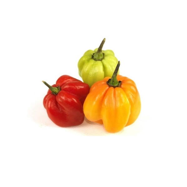 Uganda Scotch Bonnet (Hot Pepper)